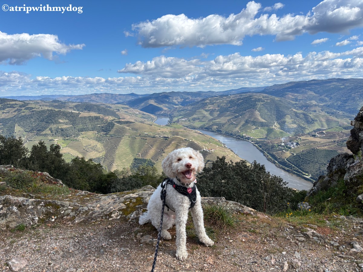 A trip with my dog to the São Leonardo de Galafura viewpoint near Peso da Régua in&nbsp;Portugal
